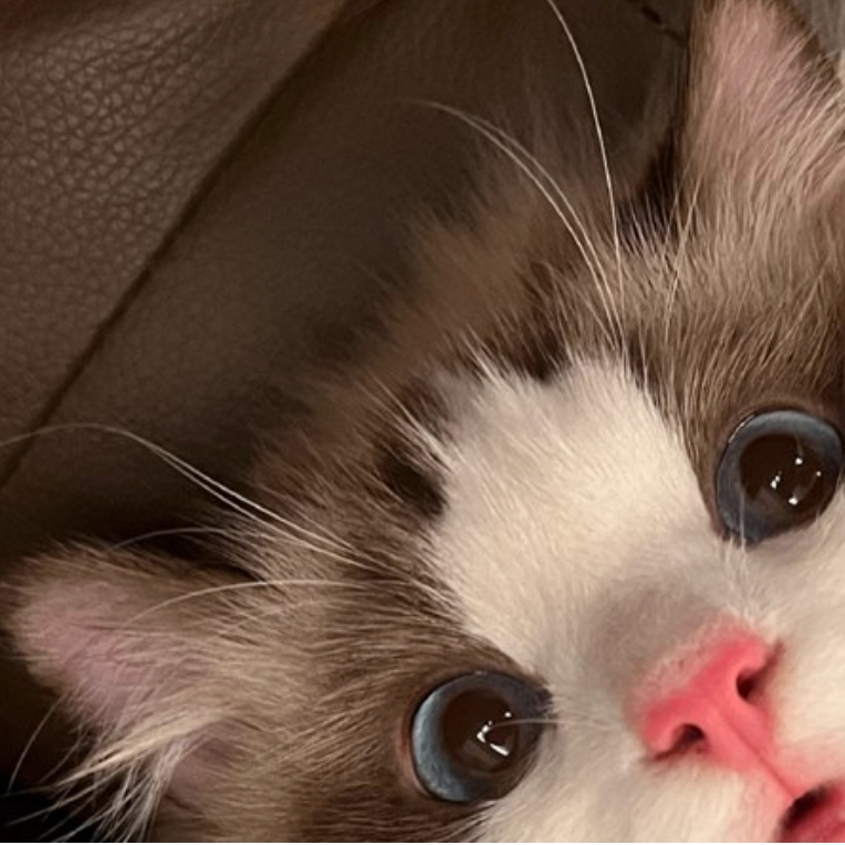 fvjbdvv (heeeee.lens) Lens social identity (.lens handle) PFP