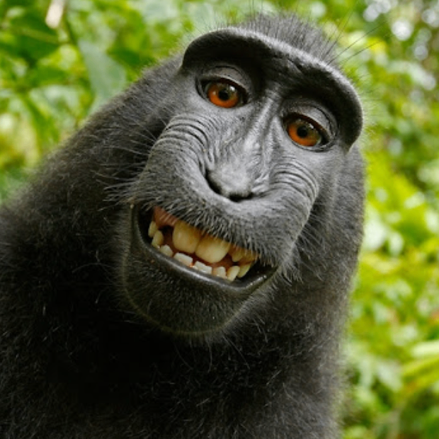 vhjvbn (lccccc.lens) Lens social identity (.lens handle) PFP