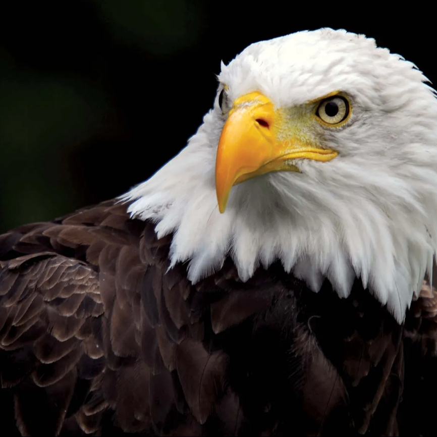 ayande (ayande.lens) Lens social identity (.lens handle) PFP