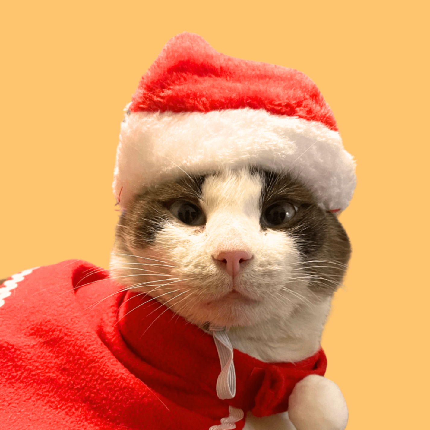 Catwifhat (0xcatwifhat.lens) Lens social identity (.lens handle) PFP