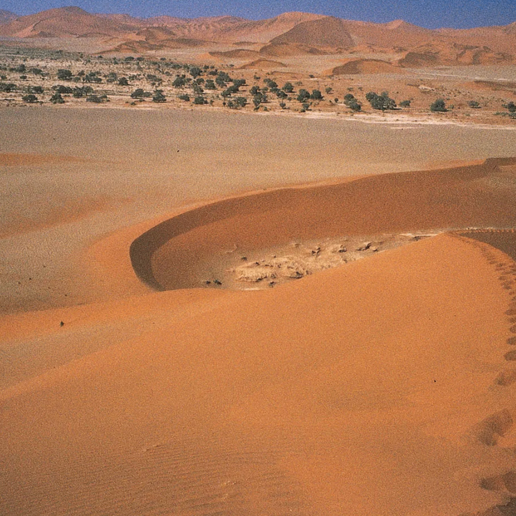 Desert Fox (0x300747.lens) Lens social identity (.lens handle) PFP