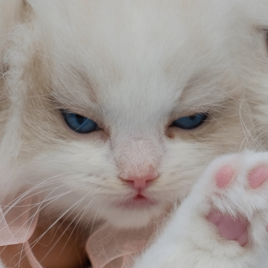 Stopy (smartgen.lens) Lens social identity (.lens handle) PFP