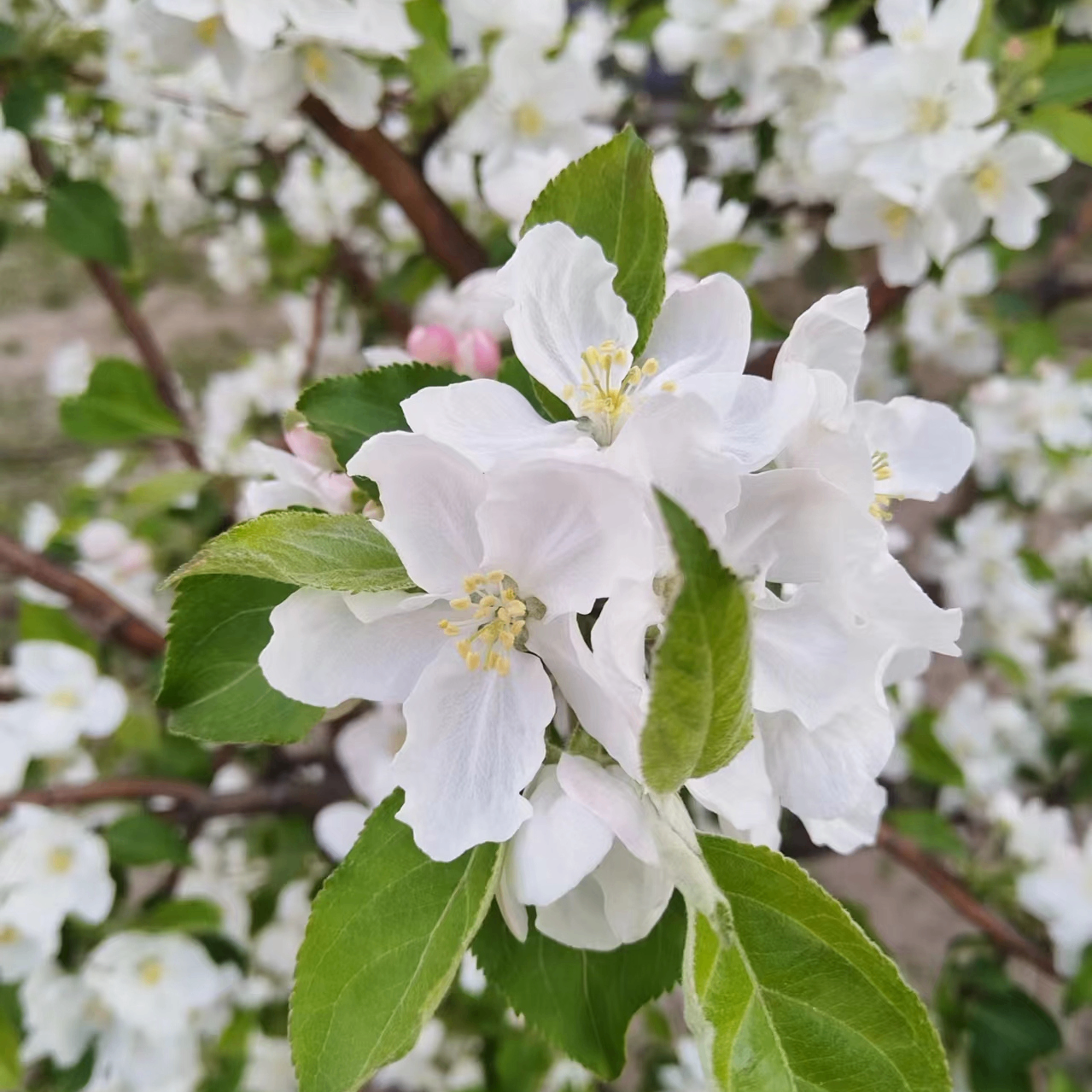 He Weigang (heweigang.lens) Lens social identity (.lens handle) PFP