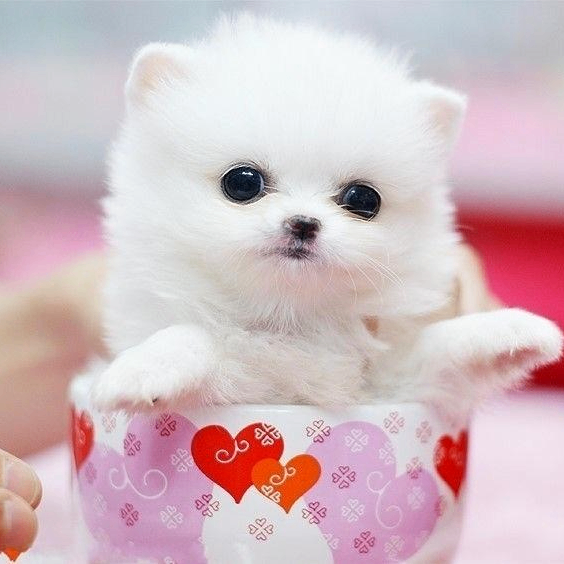 jeffdehn (jeffdehn.lens) Lens social identity (.lens handle) PFP