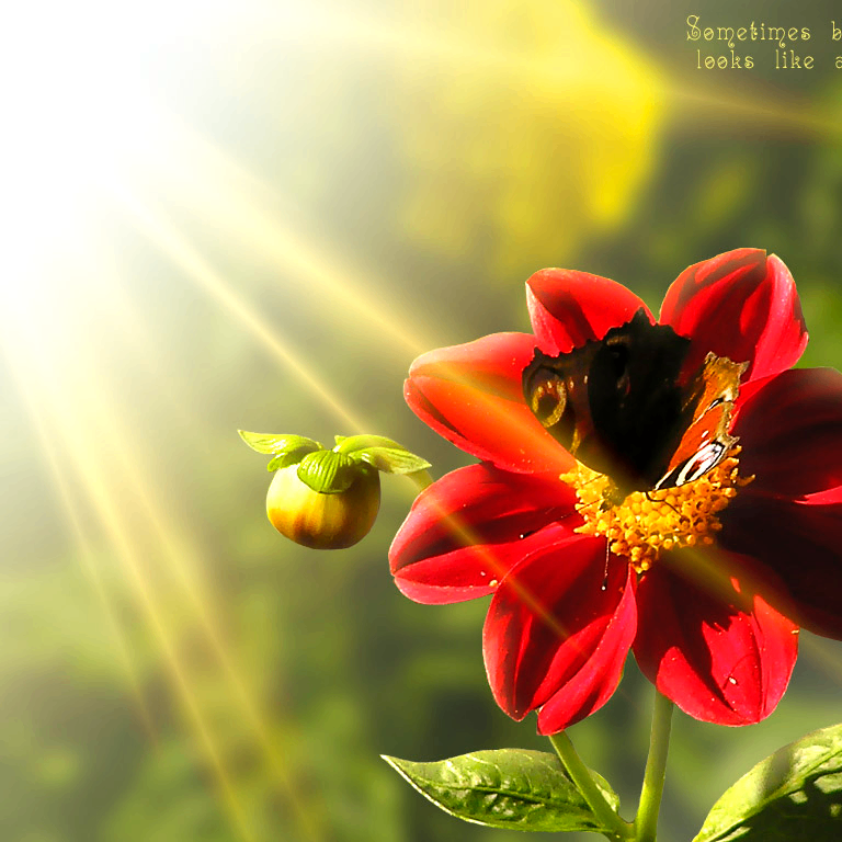 Polly (nuimawite.lens) Lens social identity (.lens handle) PFP