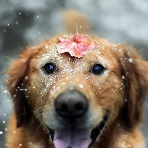 Vaidurya (gesrg.lens) Lens social identity (.lens handle) PFP