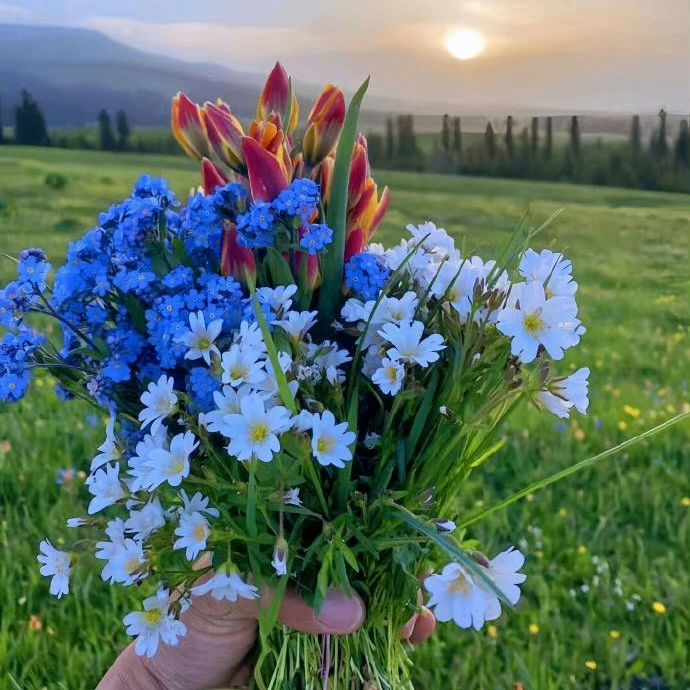 Charlotte White (myhearts.lens) Lens social identity (.lens handle) PFP