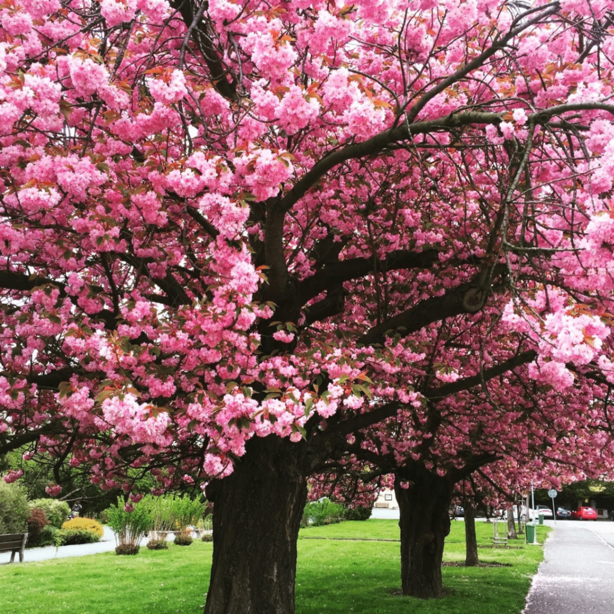 Kuroyaki (kuritsa.lens) Lens social identity (.lens handle) PFP