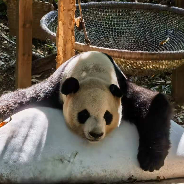 pandapanda (pandalover.lens) Lens social identity (.lens handle) PFP