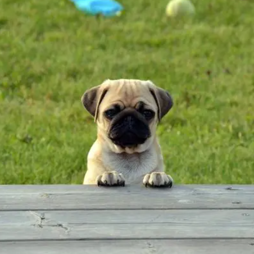 Ivan (l9527.lens) Lens social identity (.lens handle) PFP