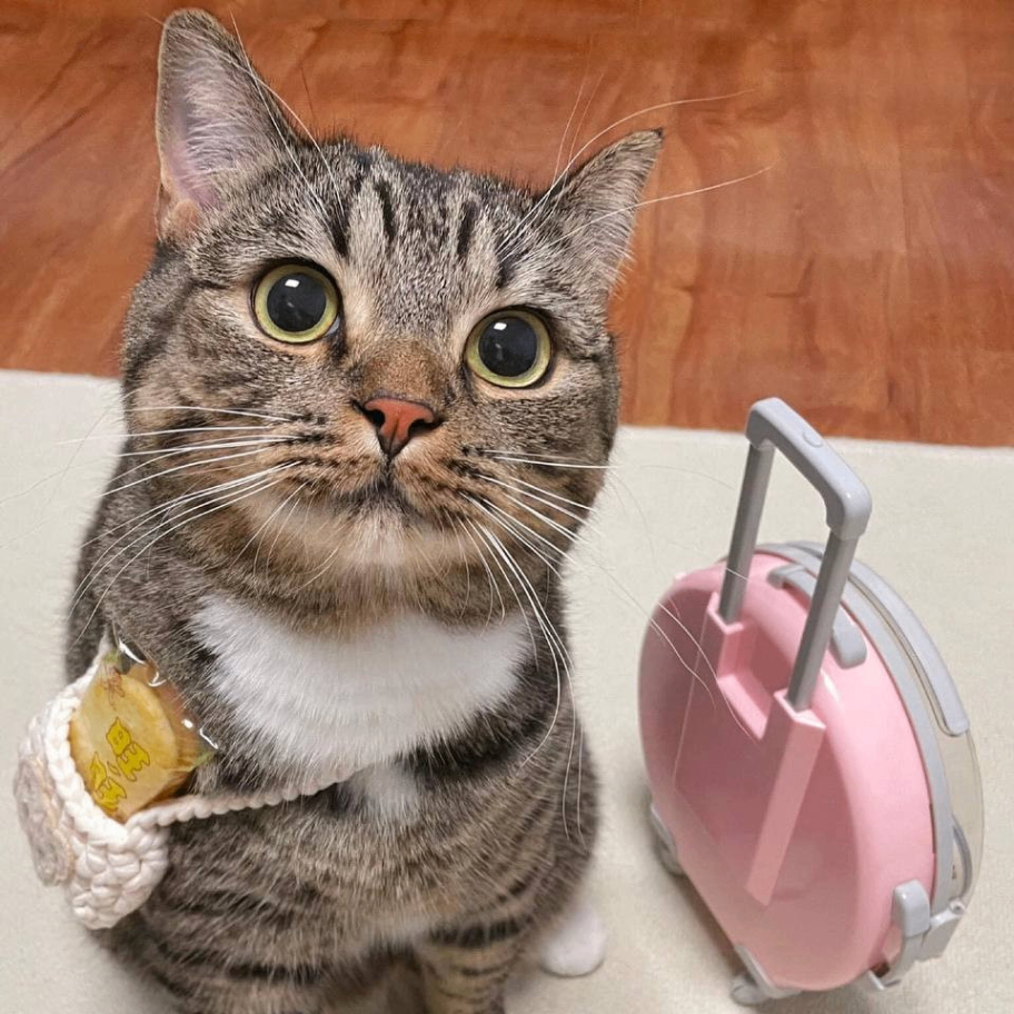 vnrain (v6868.lens) Lens social identity (.lens handle) PFP