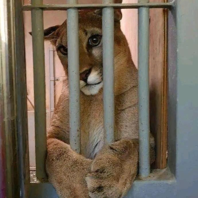 Fredrica (goijnk.lens) Lens social identity (.lens handle) PFP