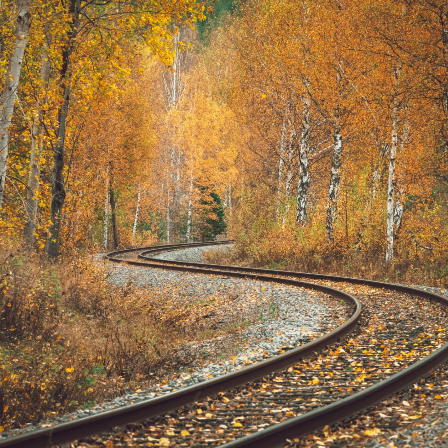 zarif (kgifsyduch.lens) Lens social identity (.lens handle) PFP