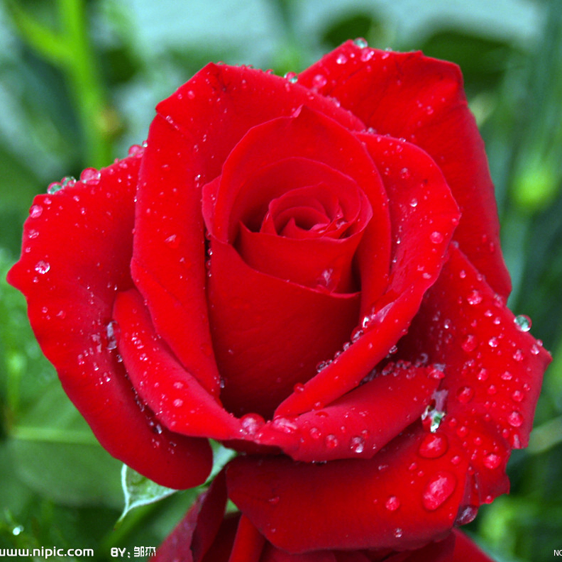 gcbhnff (gcbhnff.lens) Lens social identity (.lens handle) PFP