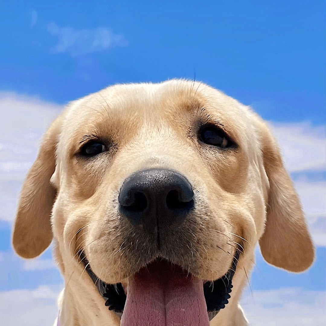 sdwas (mine1.lens) Lens social identity (.lens handle) PFP