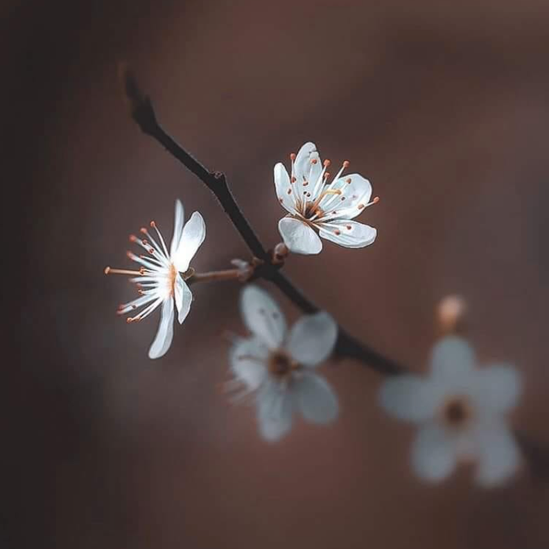 bao (bao090909.lens) Lens social identity (.lens handle) PFP