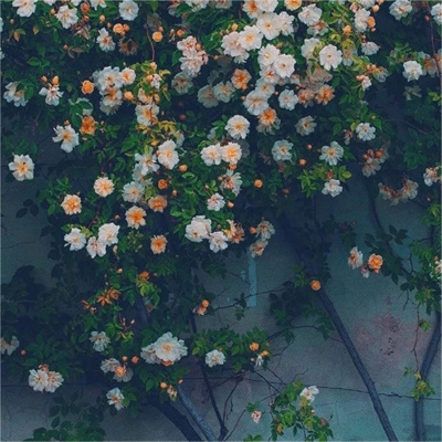 makal (makalun.lens) Lens social identity (.lens handle) PFP