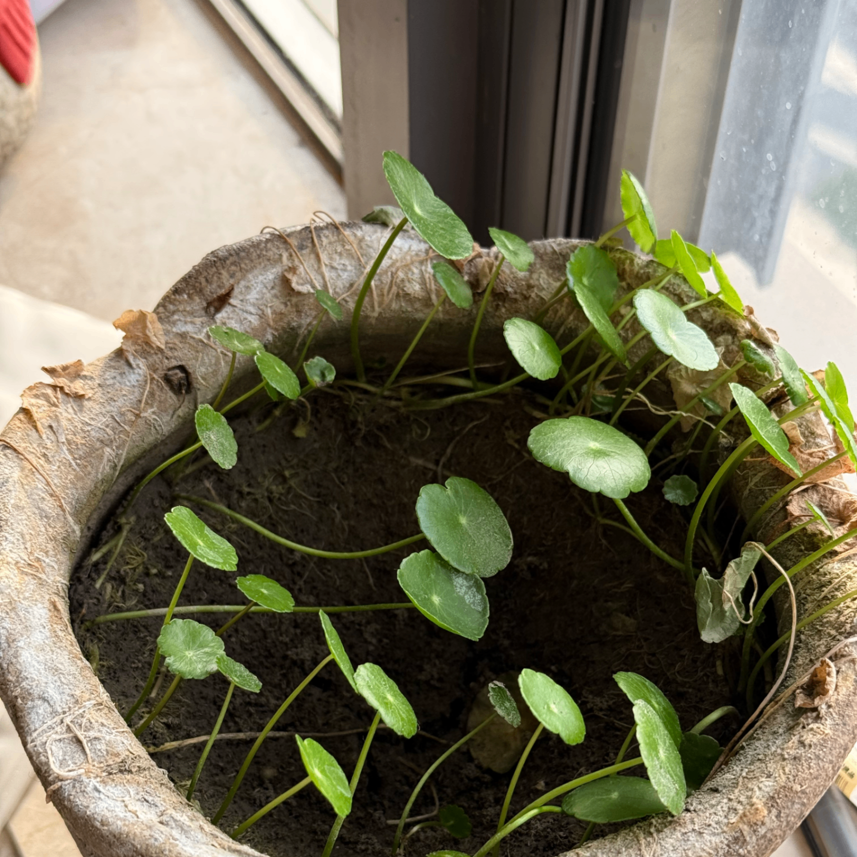 sosovalue Just (sosovalue.lens) Lens social identity (.lens handle) PFP