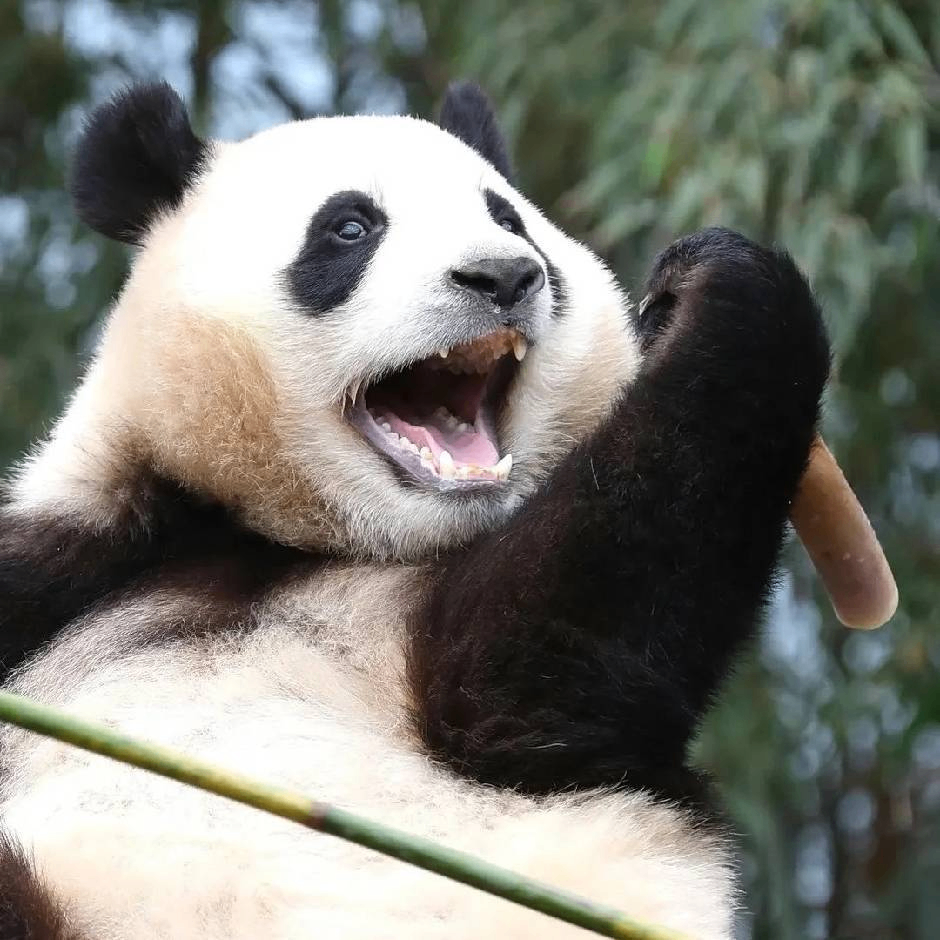 Xiangpica (younamea.lens) Lens social identity (.lens handle) PFP