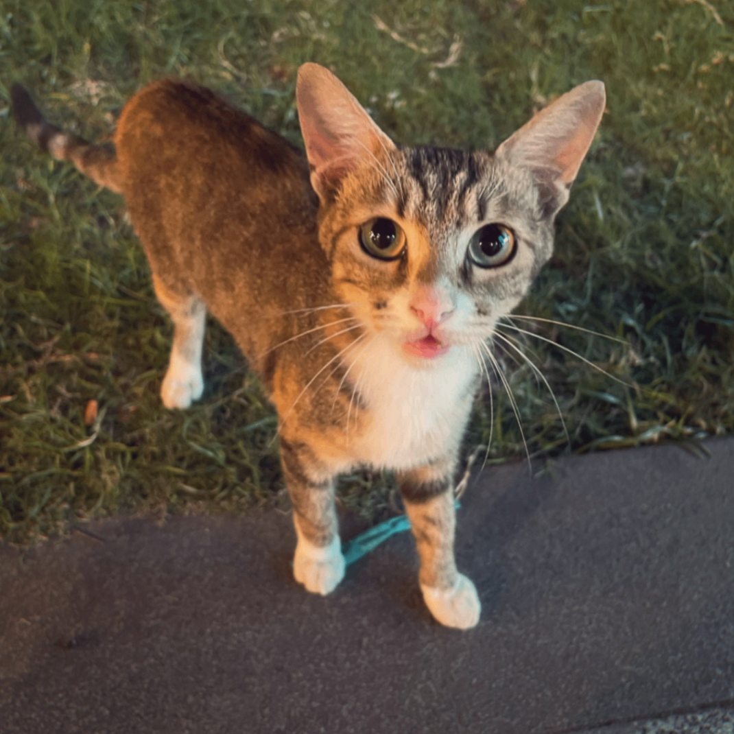 yungenso (bibilesh.lens) Lens social identity (.lens handle) PFP