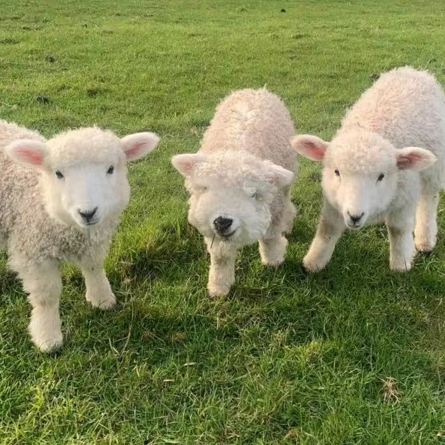 Shauna Sherill (455asfasf541.lens) Lens social identity (.lens handle) PFP