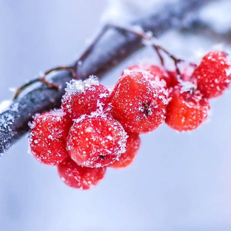 ziyalo (ooppss.lens) Lens social identity (.lens handle) PFP