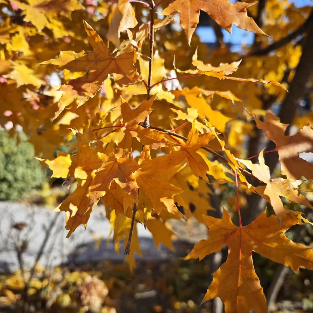 Callin (zeroo113.lens) Lens social identity (.lens handle) PFP