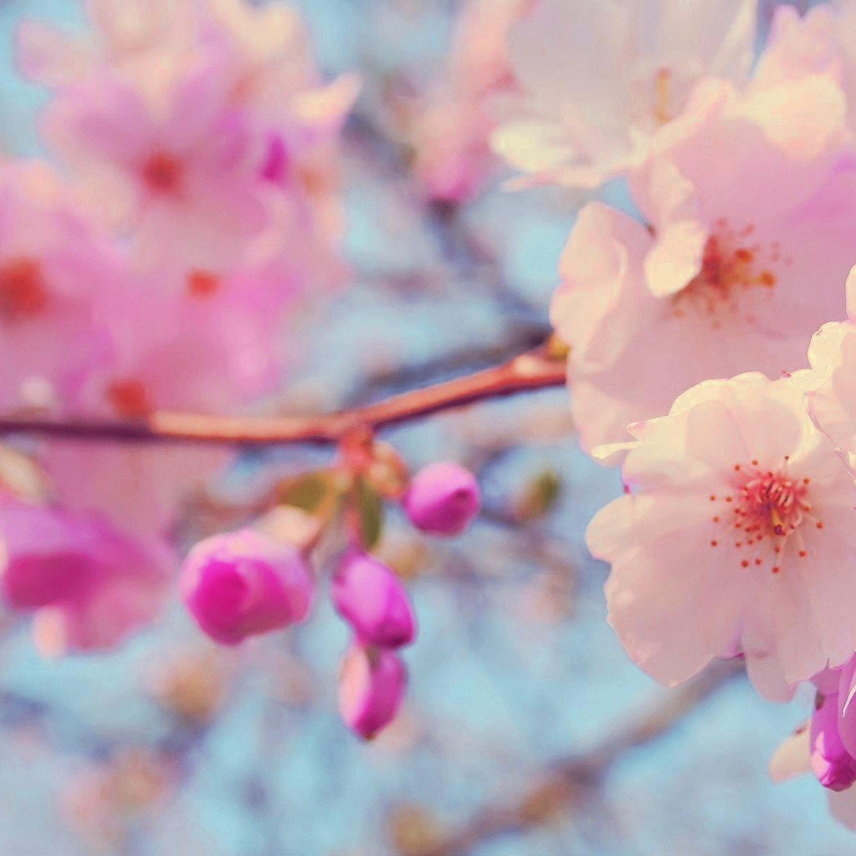 kj; (tronity.lens) Lens social identity (.lens handle) PFP