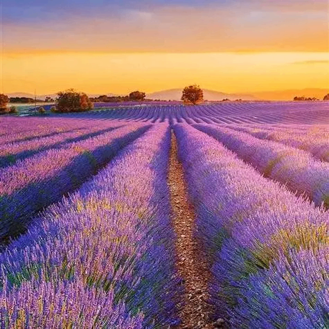 resdy (resdy.lens) Lens social identity (.lens handle) PFP