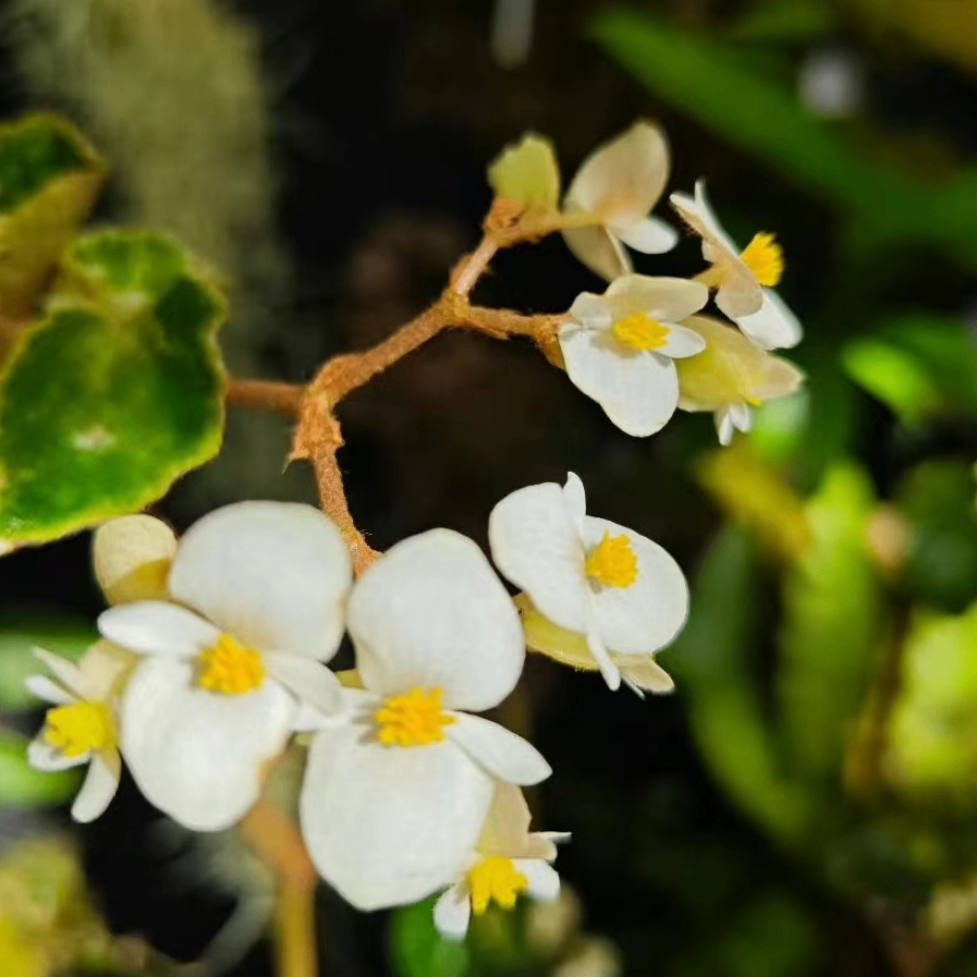 verdant (plantpark.lens) Lens social identity (.lens handle) PFP