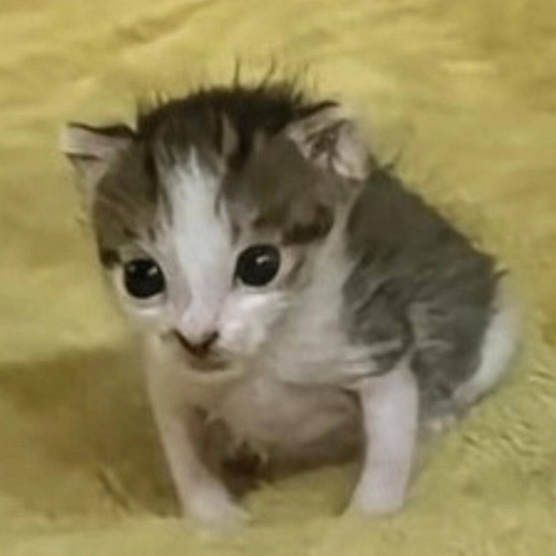 BANKAIVN (zonaxx.lens) Lens social identity (.lens handle) PFP