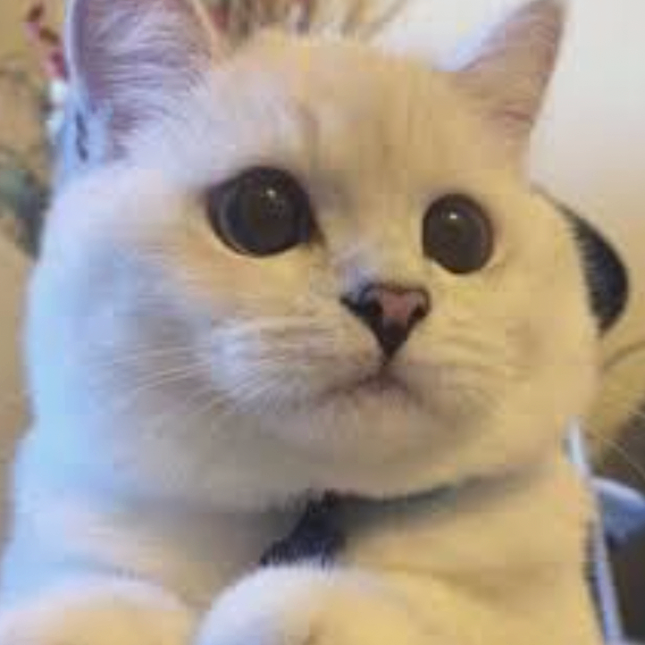 xzxzxzxz (hsssss.lens) Lens social identity (.lens handle) PFP