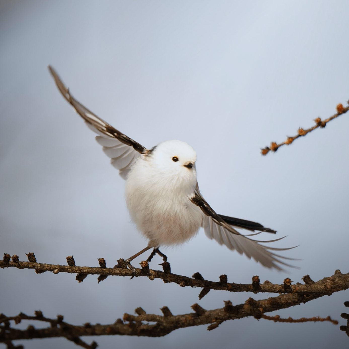 Kaitlyn Marchelle (vhhjk.lens) Lens social identity (.lens handle) PFP