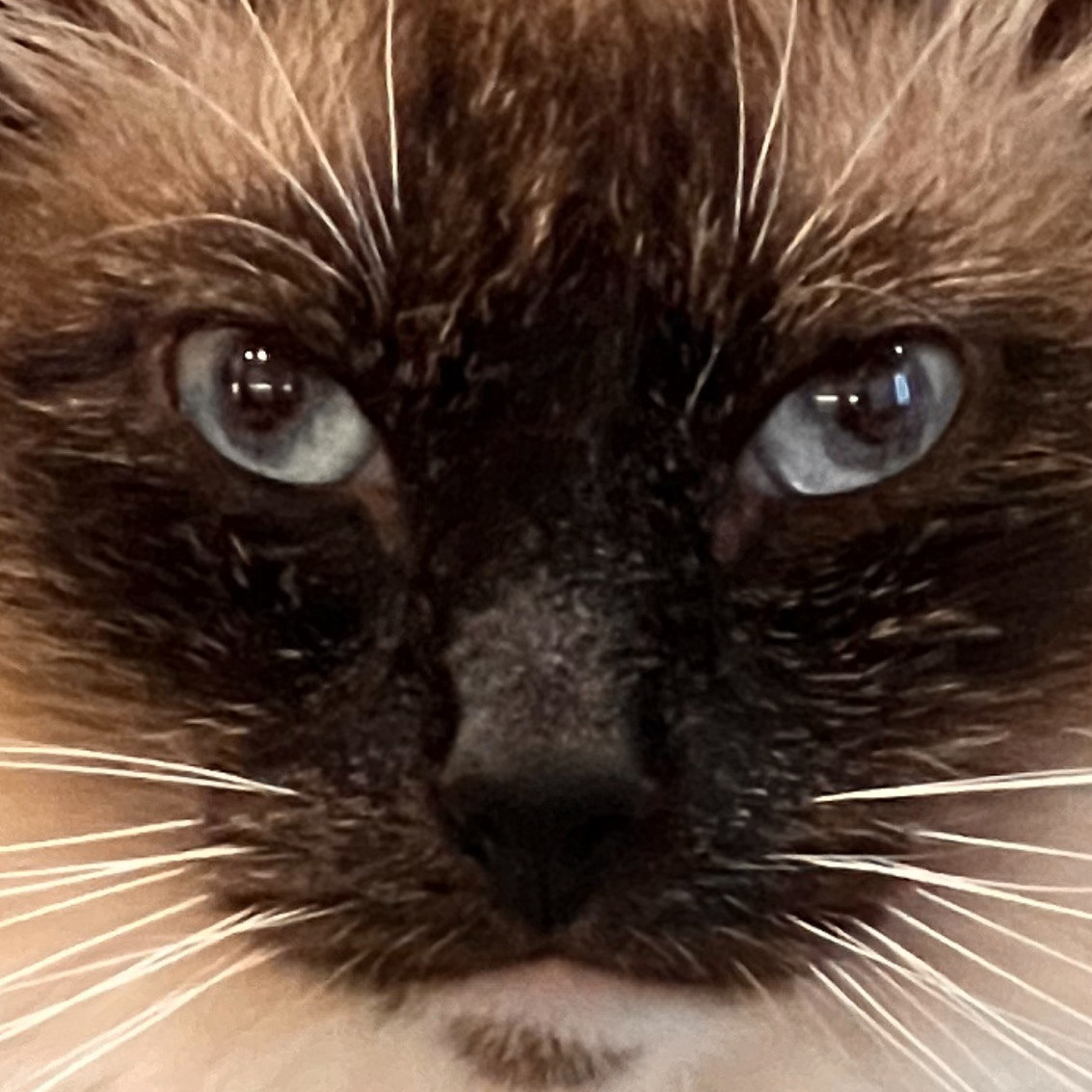 Irina (cleomaxy.lens) Lens social identity (.lens handle) PFP