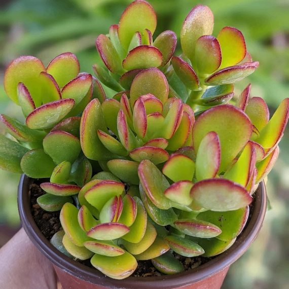 Crassula (crassula.lens) Lens social identity (.lens handle) PFP