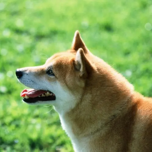 motor girl (zicokals.lens) Lens social identity (.lens handle) PFP