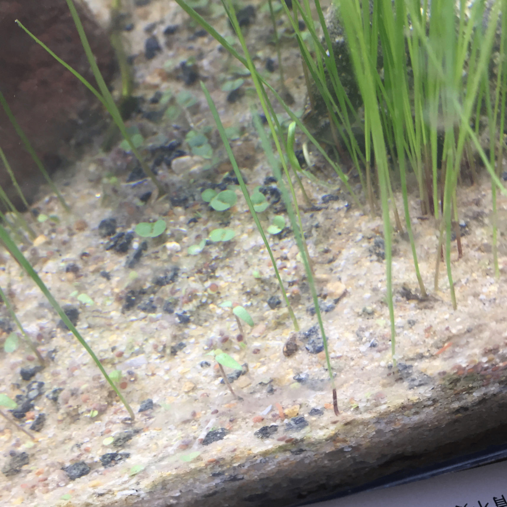 yeah (jdps0w928euotf.lens) Lens social identity (.lens handle) PFP