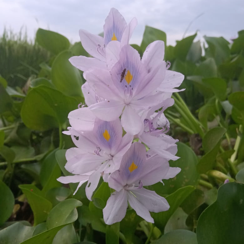 samir (peraworld.lens) Lens social identity (.lens handle) PFP