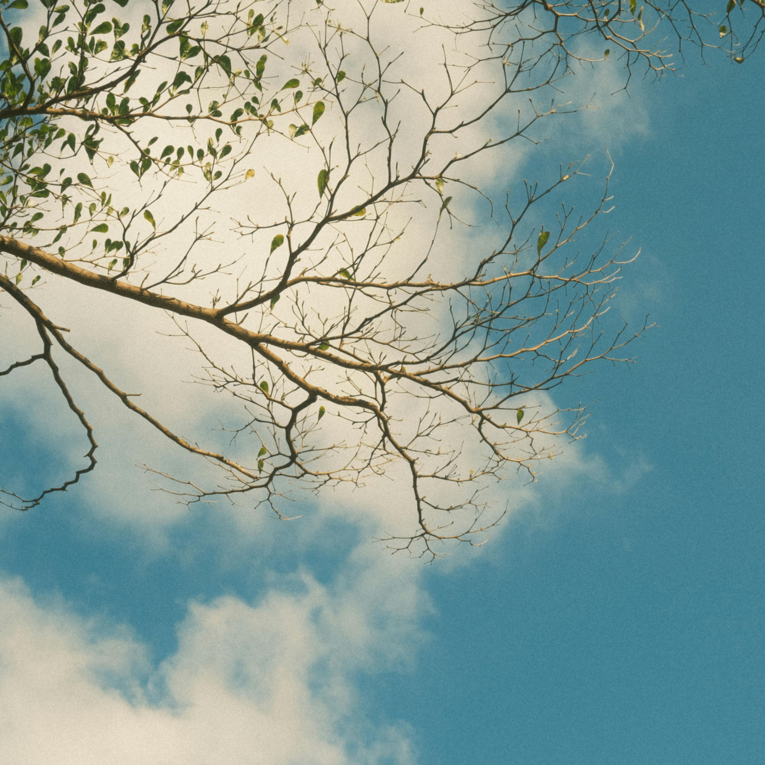 sysha (sysha.lens) Lens social identity (.lens handle) PFP