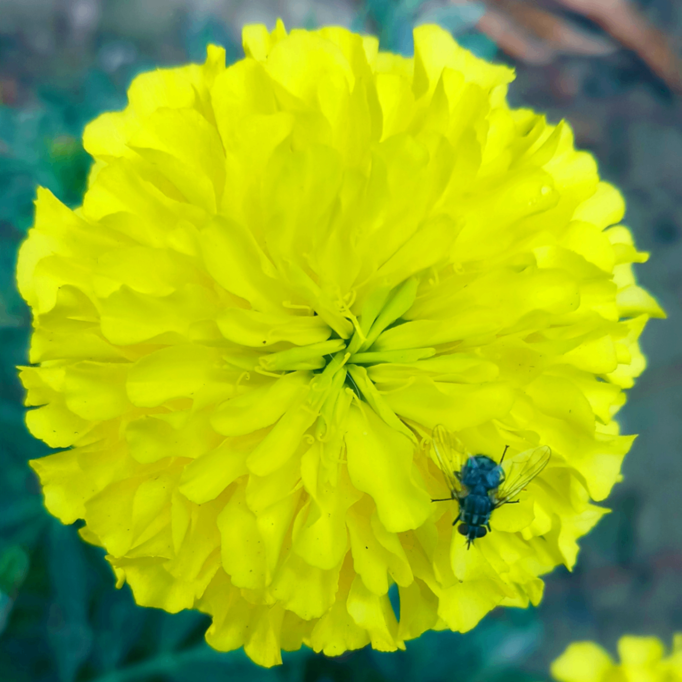 cryptoseana (cryptoseana.lens) Lens social identity (.lens handle) PFP