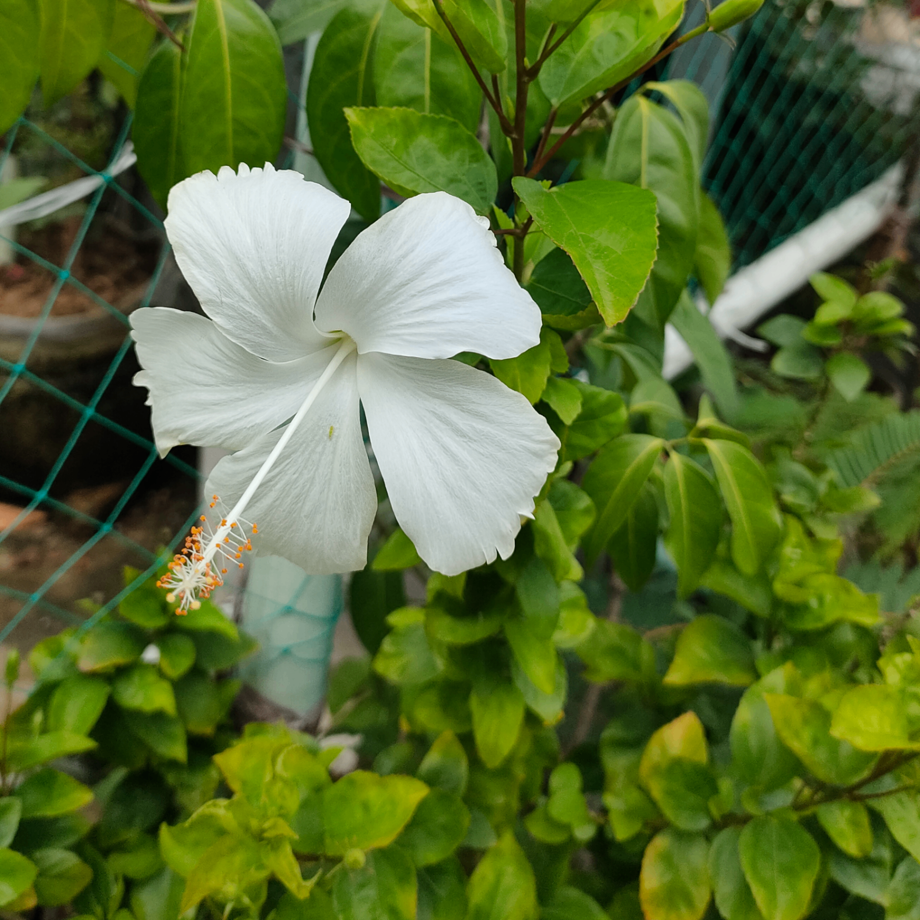 mahabub9450 (mahabub.lens) Lens social identity (.lens handle) PFP