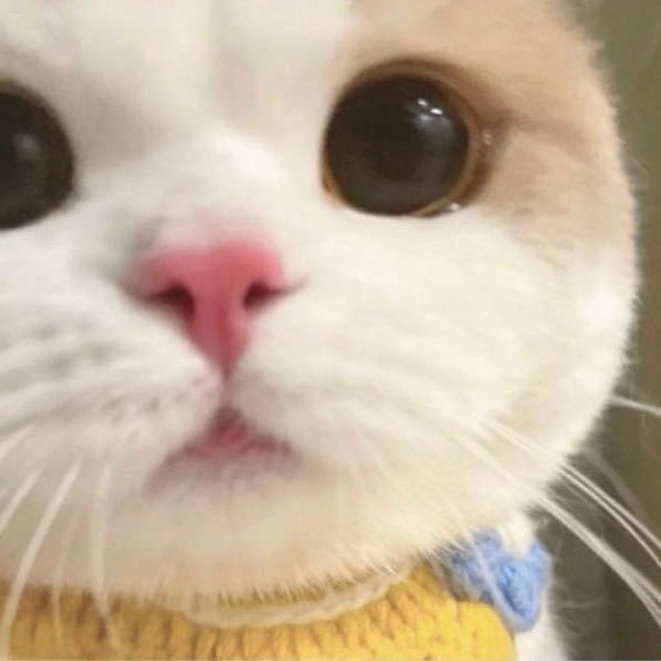 blackboard (neart.lens) Lens social identity (.lens handle) PFP