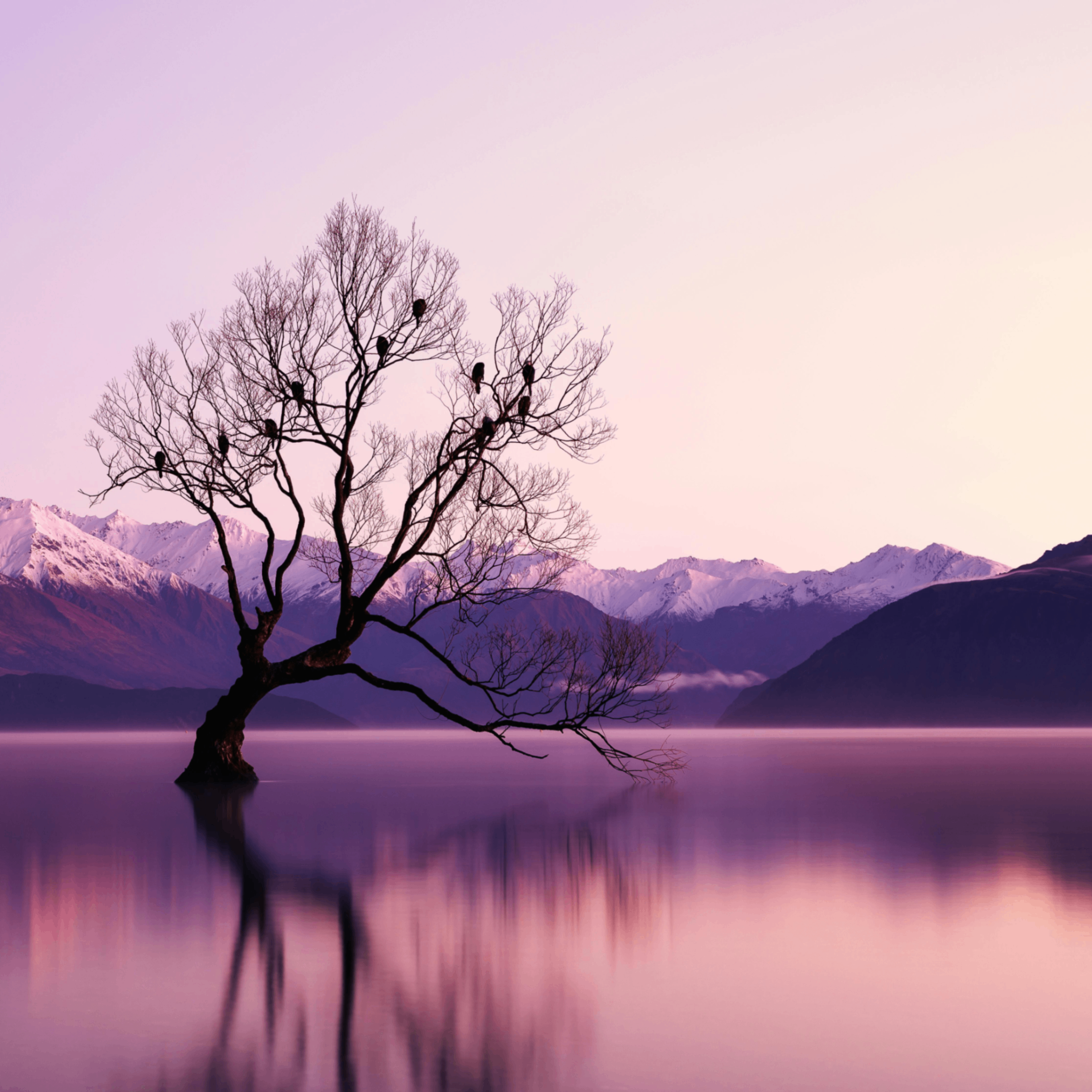 Cedan (cedan.lens) Lens social identity (.lens handle) PFP