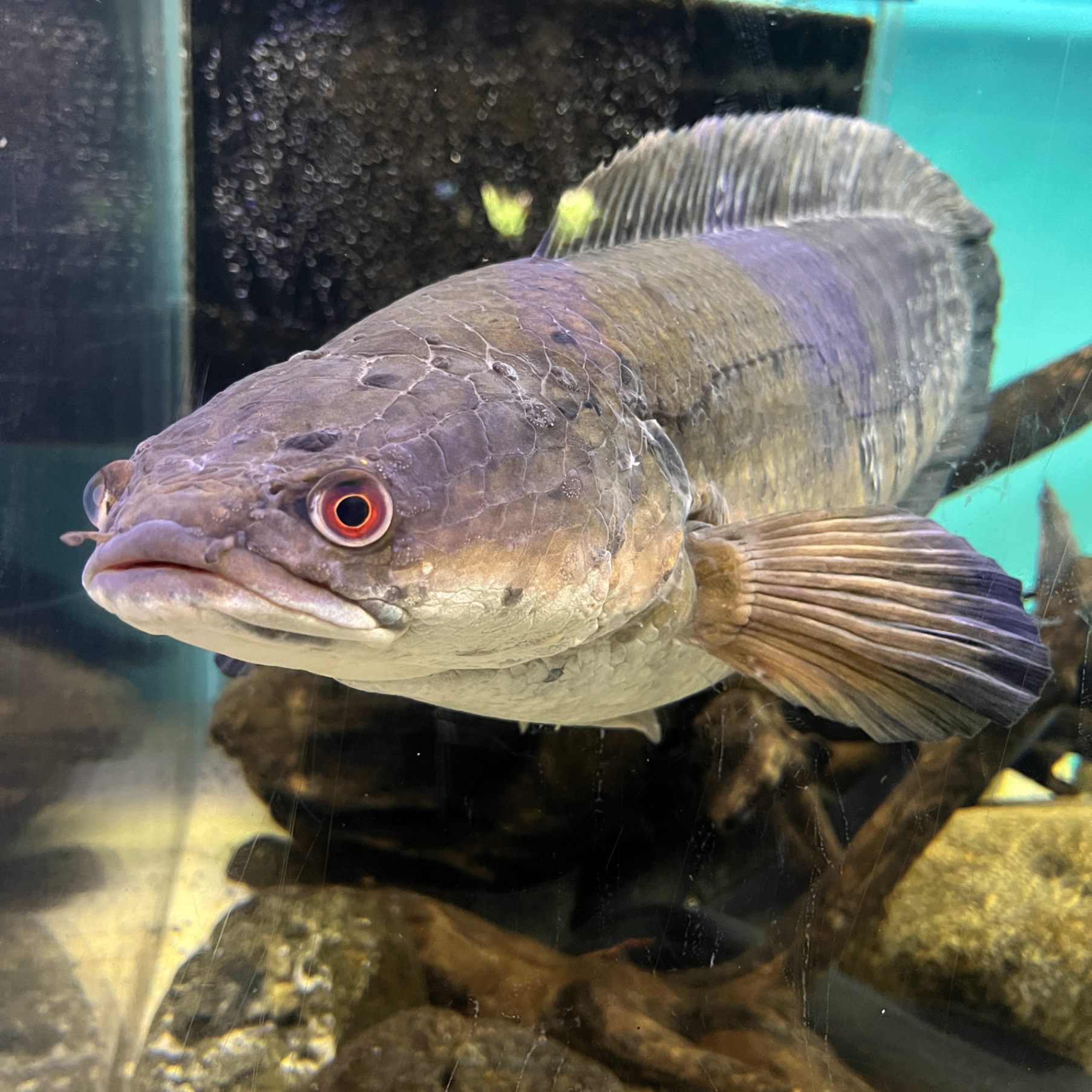 fish1 (1nspiration.lens) Lens social identity (.lens handle) PFP