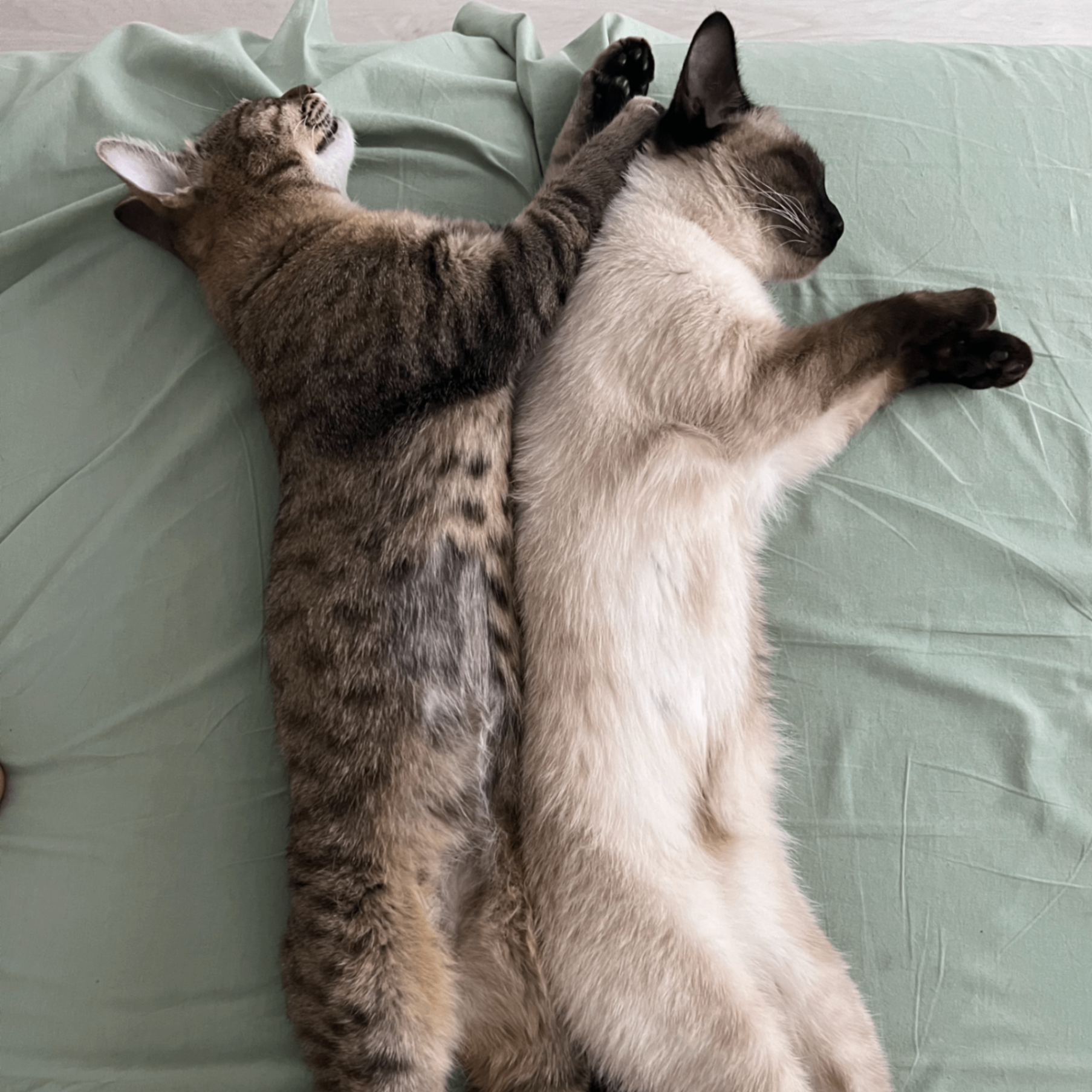 Dasha Vlasenko (dashasevsk.lens) Lens social identity (.lens handle) PFP