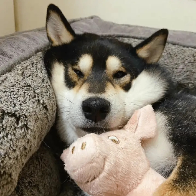 Never Never (viola3.lens) Lens social identity (.lens handle) PFP