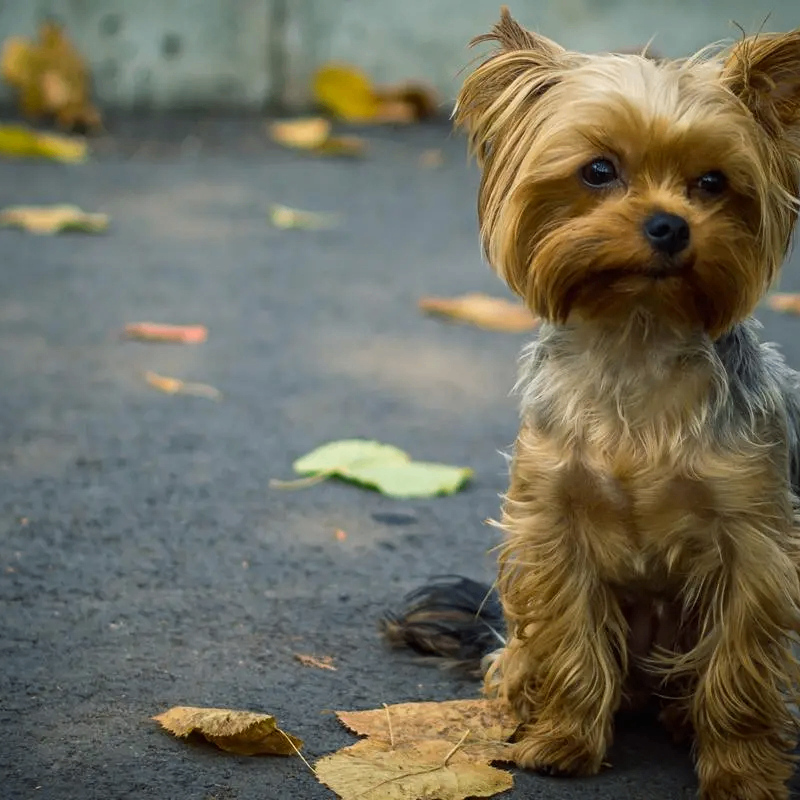 Christine Defoe (eeeeei.lens) Lens social identity (.lens handle) PFP