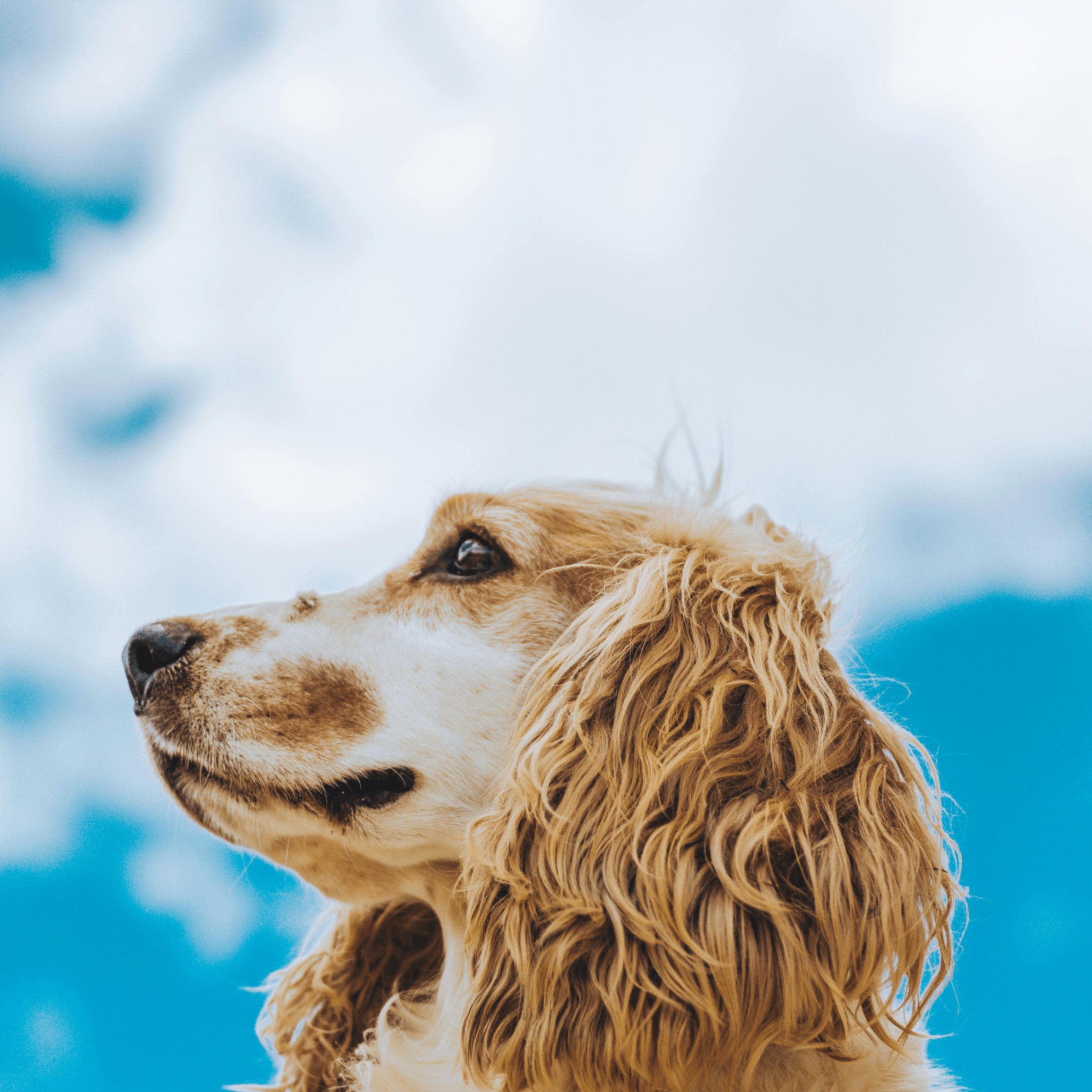 keepq (keepq.lens) Lens social identity (.lens handle) PFP