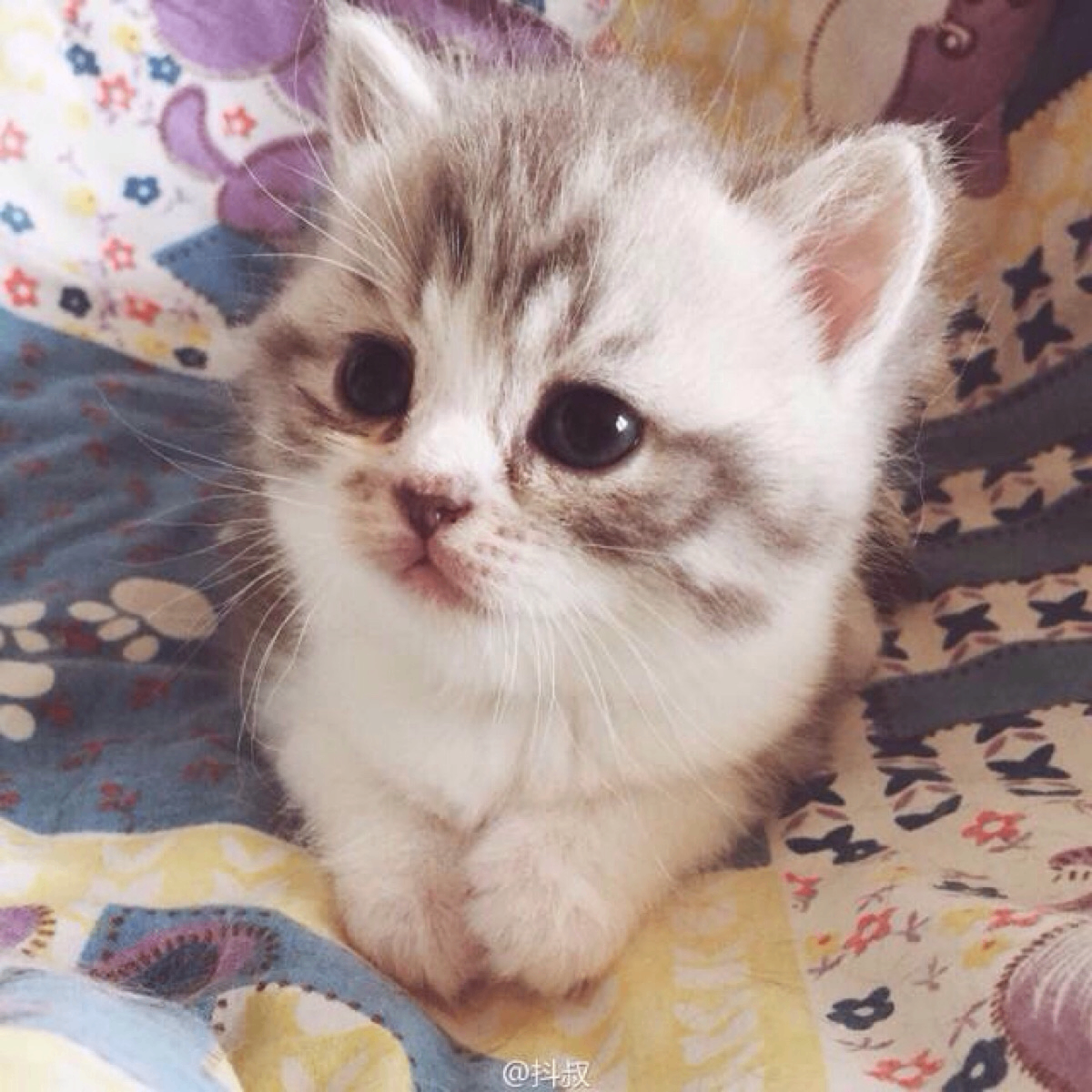 g (vextron.lens) Lens social identity (.lens handle) PFP