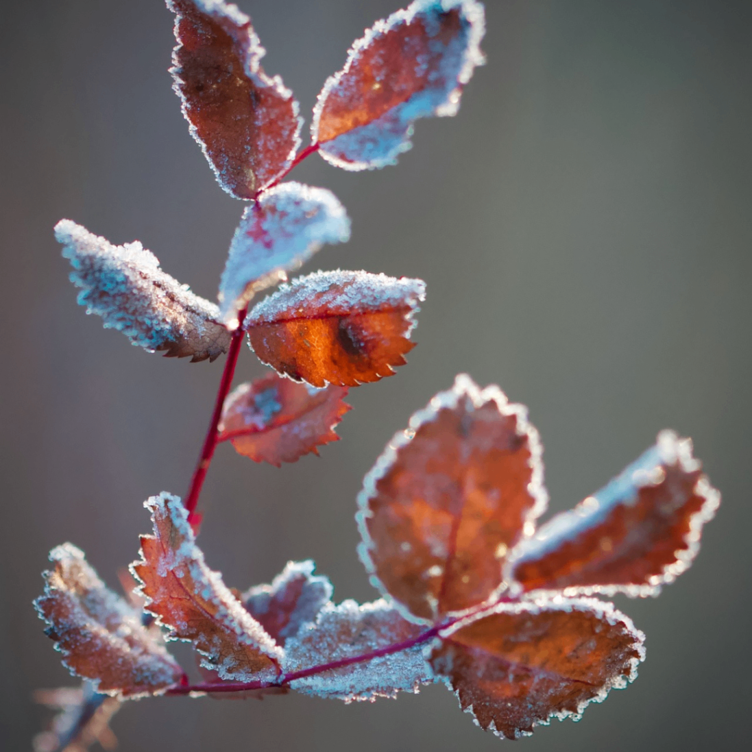 asikul.eth (asikul.lens) Lens social identity (.lens handle) PFP